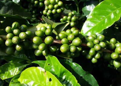 Café verde: adelgaza y elimina celulitis